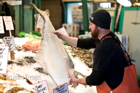 Flipping the halibut to keep it cold and fresh