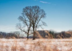 Winter's Trees