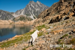Mountain Goat at Lake Ingalls_1