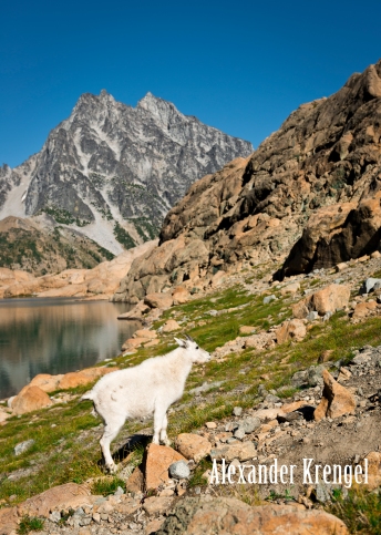 Mountain Goat at Lake Ingalls_3